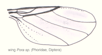 File:Dip-phoridae-phora-wing.png