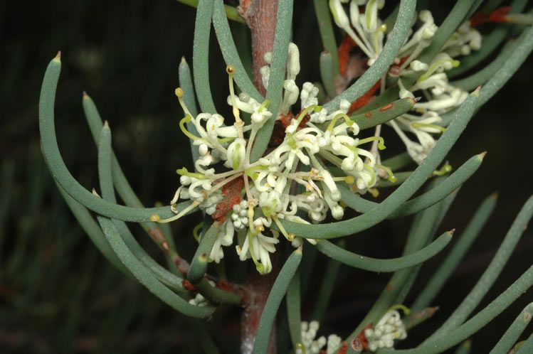 File:Hakea megadenia.jpg