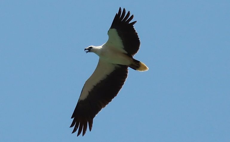 File:Haliaeetus leucogaster -Wilpattu National Park, Sri Lanka-8.jpg