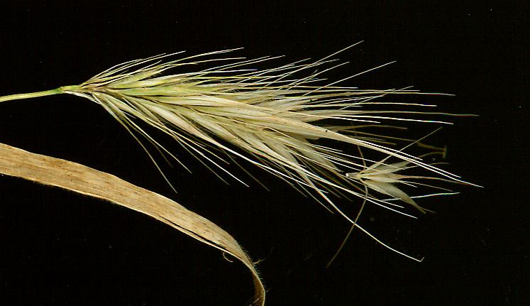 File:Hordeum murinum disarticulating spikelet cluster.jpg