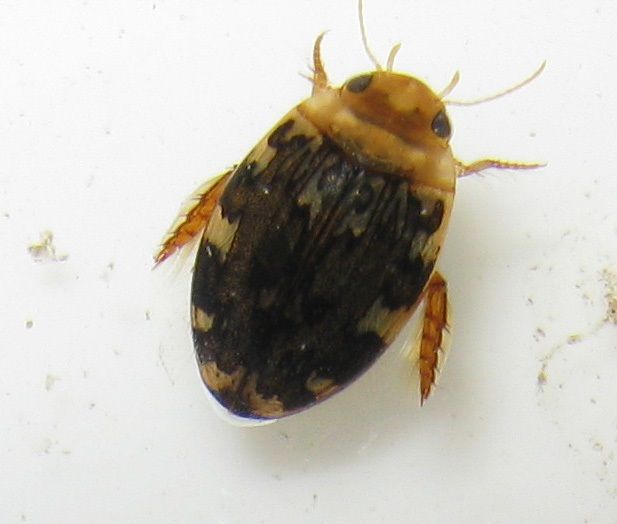 File:Laccophilus maculosus maculosus.jpg