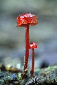 File:Mycena viscidocruenta MYC6796.JPG