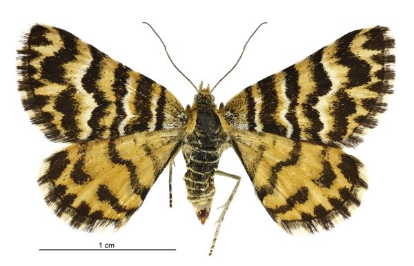 File:Notoreas simplex female.jpg