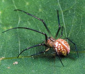 File:Okileucauge.sasakii.female.-.tanikawa.jpg