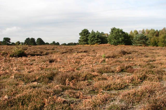 File:Open heathland - geograph.org.uk - 1018451.jpg