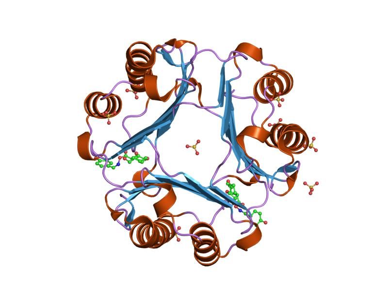 File:PDB 2ooh EBI.jpg