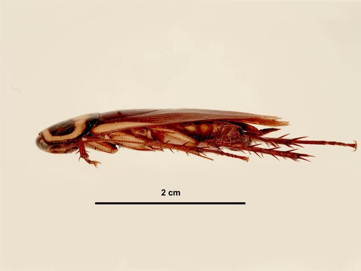 File:Periplaneta australasiae side view.jpg