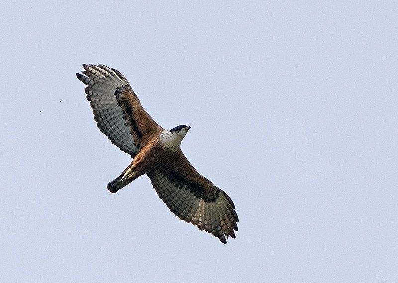 File:Rufous-bellied Eagle.jpg