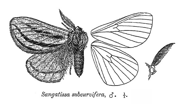 File:SangatissaSubcurvifera.png