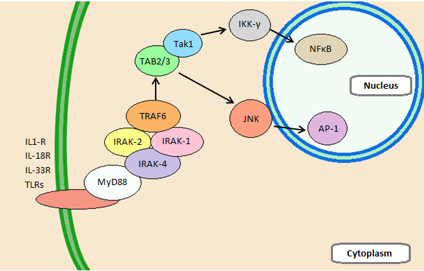 File:Signalling of IRAK4.png