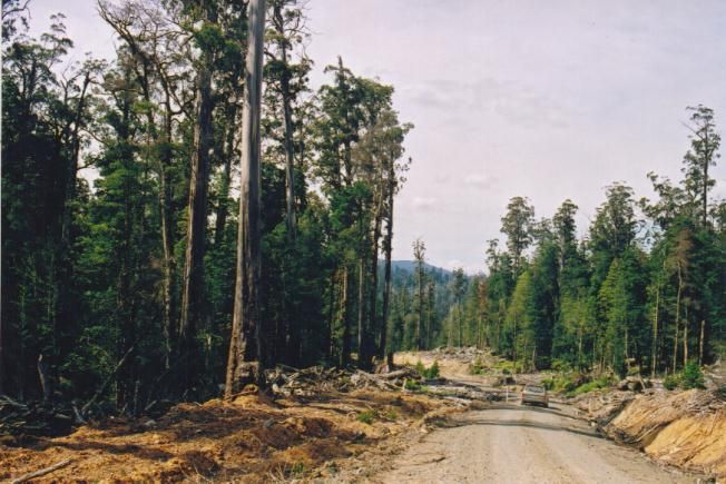 File:Tasmania logging 05 Styx logging road.jpg