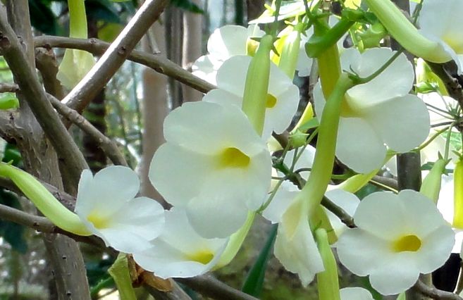 File:Uncarina leptocarpa - Plamengarten Frankfurt 2.jpg