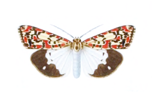 File:Utetheisa pectinata ruberrima - NZ.png