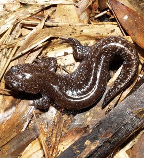 File:Abe's salamander, Hynobius abei.jpg