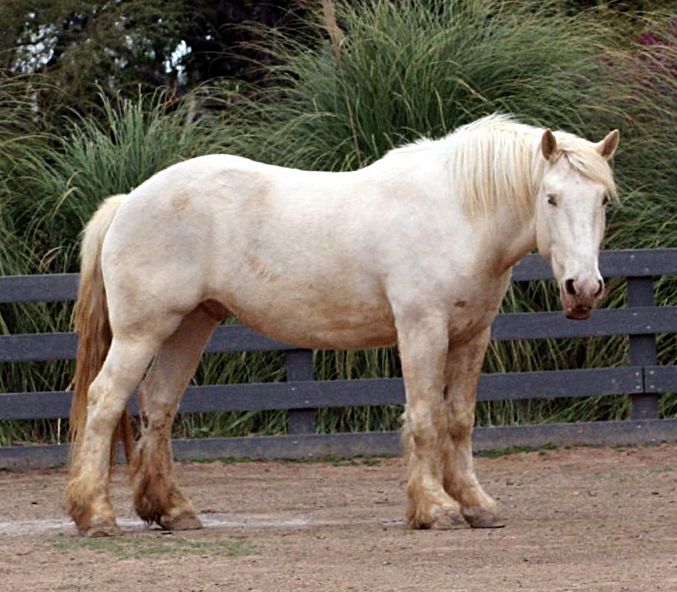 File:American Cream Draft Horse.jpg