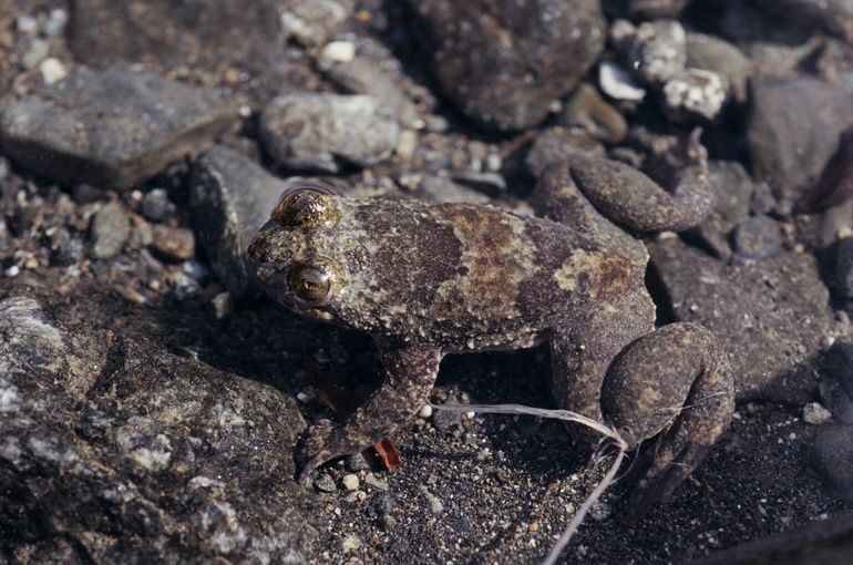 File:Barbourula busuangensis01.jpg