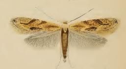 File:Bucculatrix bechsteinella.JPG