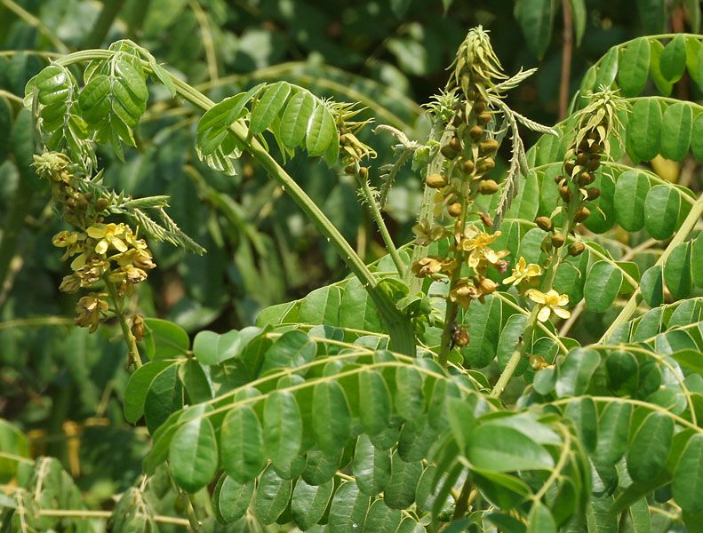 File:Caesalpinia bonduc flowers W IMG 6708.jpg