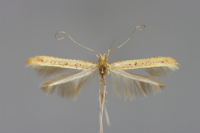 File:Caloptilia betulicola E-MK-3-146a.jpg