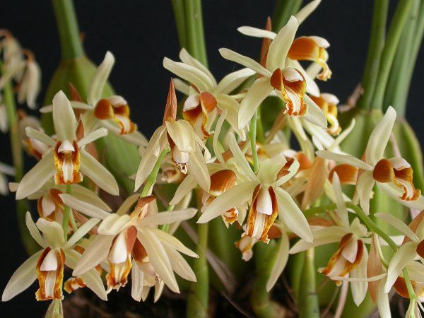 File:Coelogyne trinervis.jpg