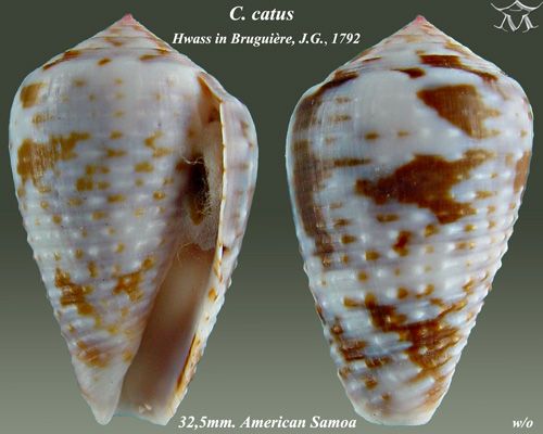 File:Conus catus 2.jpg