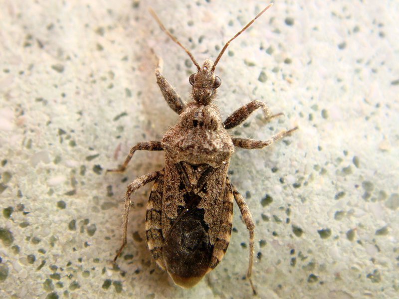 File:Coranus griseus.png