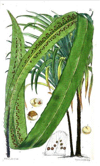 File:Cyathea sinuata-hooker.png