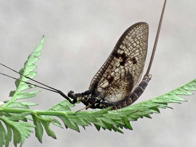 File:Ephemera vulgata (Ephemeridae sp.), Plasmolen, the Netherlands.jpg