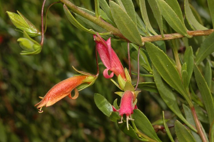 File:Eremophila denticulata.jpg