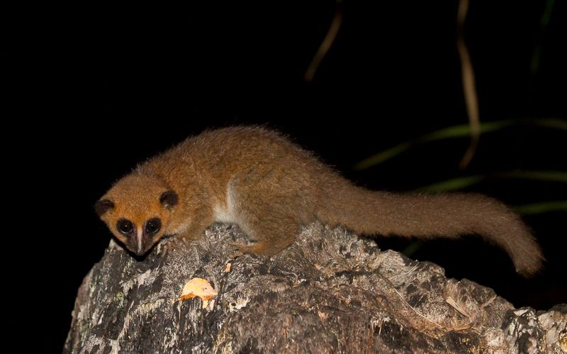 File:Groves' dwarf lemur (Cheirogaleus grovesi).jpg