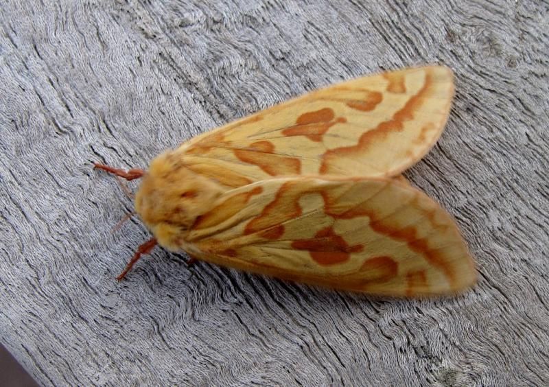 File:Hepialus humuli f.jpg