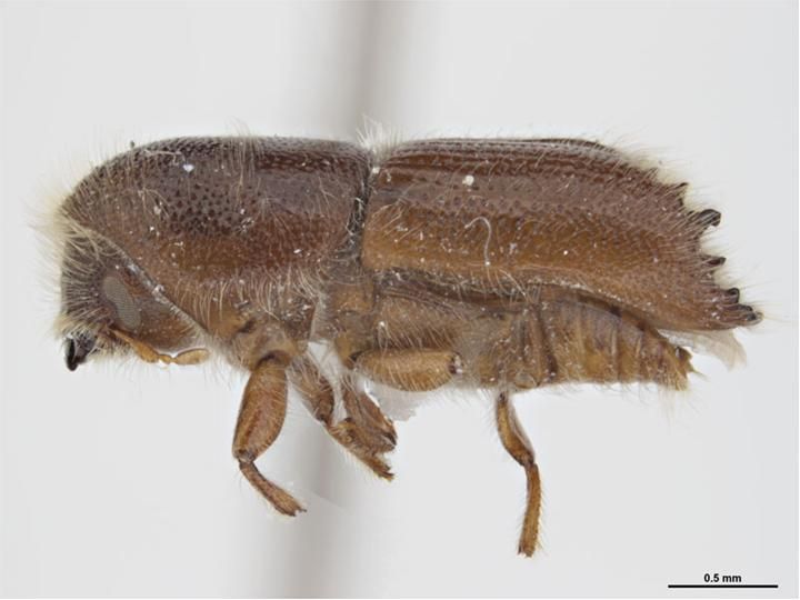 File:Ips paraconfusus.jpg