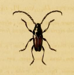 File:Lissonotus spadiceus.JPG