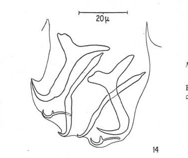 File:Microcotyle donavini (Microcotylidae) Lappet (Euzet & Marc).png