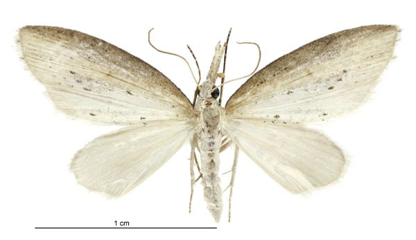 File:Microdes epicryptis male.jpg