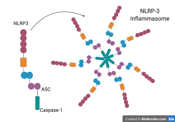 File:NLRP3 protein components and inflammasome (1).png