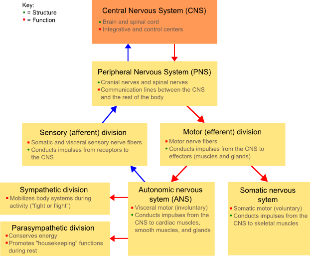 File:NSdiagram.png