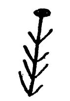 File:Nsibidi plantain.jpg