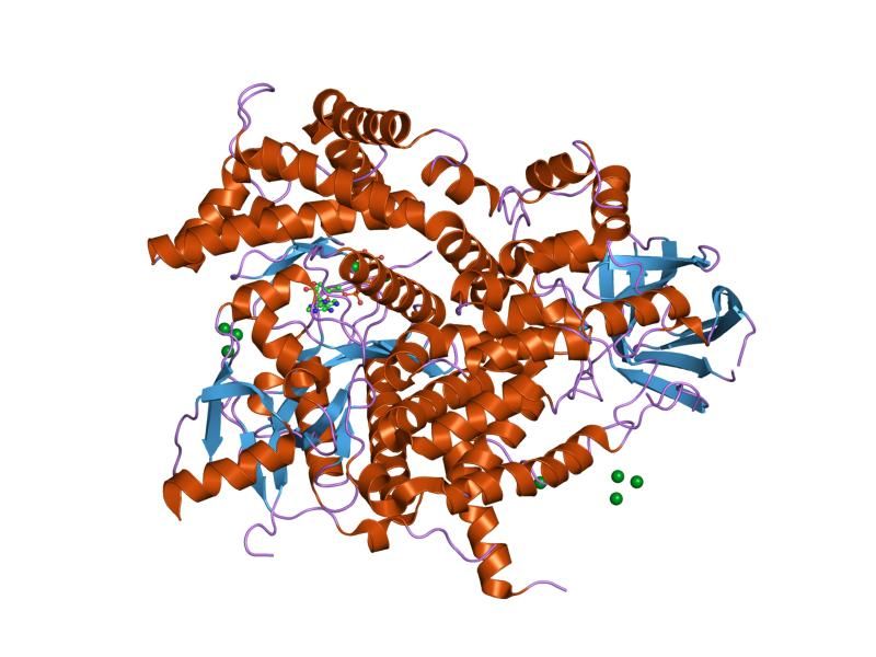 File:PDB 1e8x EBI.jpg