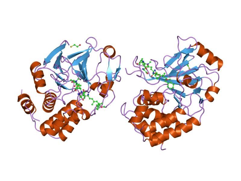 File:PDB 1fjm EBI.jpg