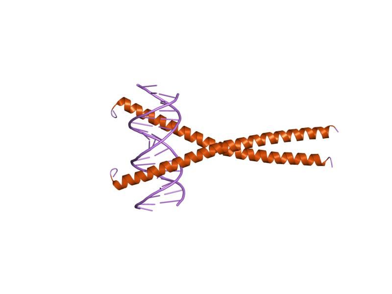 File:PDB 1gu5 EBI.jpg