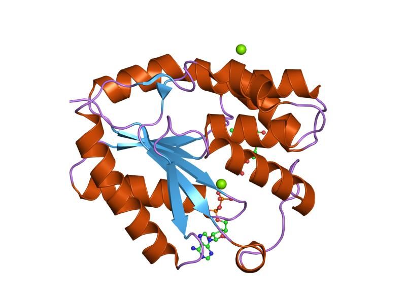 File:PDB 1nn3 EBI.jpg