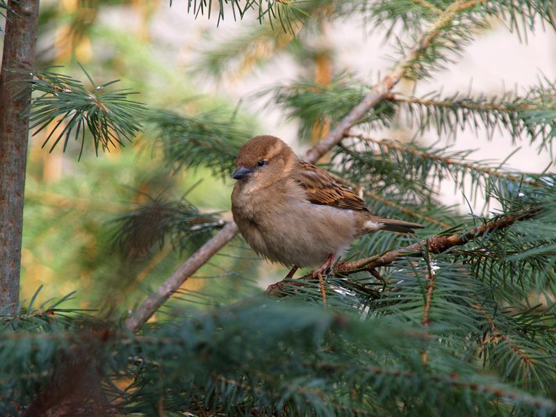 File:Passer domesticus -Berlin Zoo -female.jpg