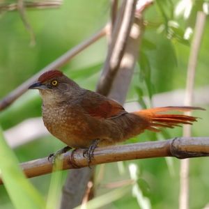 File:Phacellodomus ruber-Greater Thornbird.jpg