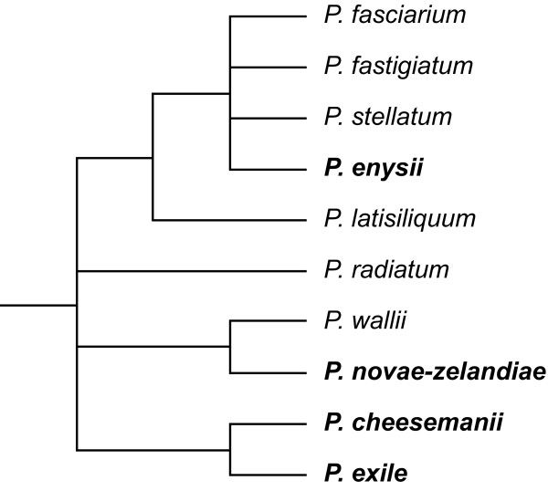 File:Phylogenetic relationships in Pachycladon.jpg