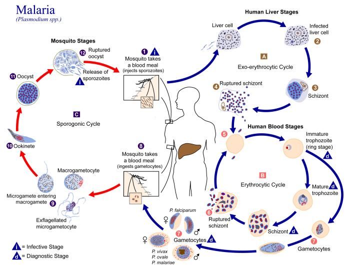 File:Plasmodium lifecycle PHIL 3405 lores.jpg