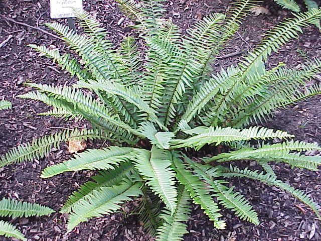 File:Polystichum munitum 1.jpg