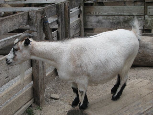 File:Pygmy Goat on a Log.jpg