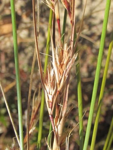 File:S graminifolius inflorescences-1.jpg