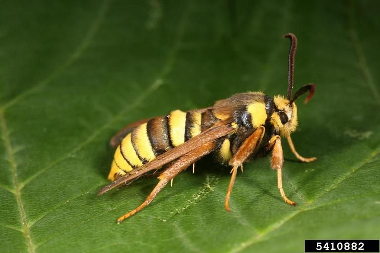 File:Sesia apiformis adult1.jpg